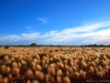 Oodnadatta_Abendlichtstimmung_1200T