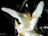 ecentriques3_1200