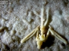 sinterfledermaus1_1200