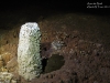 sinterknubbel_1200_txt
