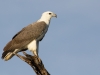Adler1_Seite_1200