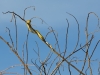 Baumschlange_1200
