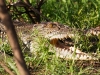 Croc1_Maul_1200