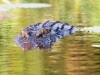 Croc2_Wasser_Kopf_1200