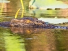 Croc3_Wasser_Kopf2_1200