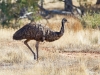 Emu_Gras2_1200