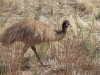 Emu_Gras_1200