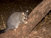 Flinders_Brushtail_Possum_1200 Flinders_Brushtail_Possum_1200