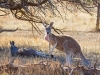 Kangaroo_gross_Flinders1_1200