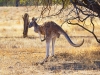 Kangaroo_huepft_Flinders2_1200