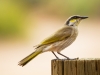 Singing_Honeyeater1_Try2_1200