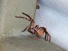 Spinne2_groß_1200