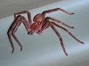 Spinne_BushT1_Try2_1000