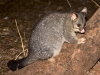 Flinders_Brushtail_Possum_1200T