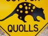 Flinders_Quolls_900hT