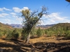 Flinders_Tree1_1200T