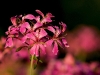 bluemchen1-1200
