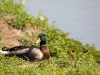 ente1-1400