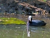 ente2-guck-1200