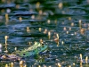 frosch1-1400