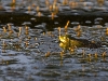 frosch2-1400