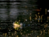 frosch3-1200