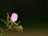 rose1-1200
