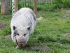 schwein1-1400