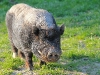 schwein2-1400
