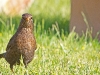 was-guckstu-1200