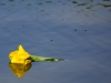 wassertulpe-1400