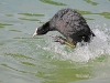 wasservogel2-1400