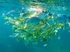 unterwasser2_1200