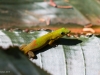 Gekko2_1200T