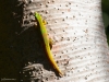 Gekko3_1200T