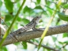 Gekko4_1200T