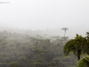 Regenwald_1200T