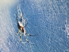 Spinne_1200T