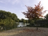 herbstbaum2-1200
