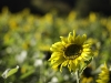 sonnenblume-1400