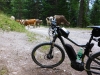 Kuehe_unterwegs_1200l