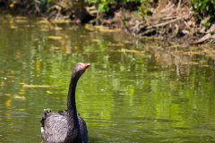 Trauerschwan-Family