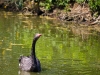 trauerschwan3-1000h